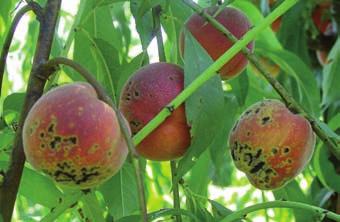 intercellulari degli organi vegetali interessati.