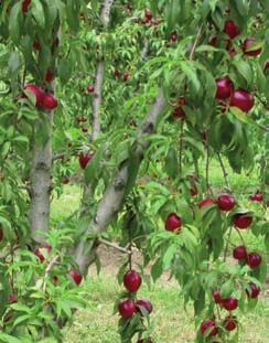 Apporre cartelli di avvertimento ai bordi del campo Rispettare i tempi di carenza in prossimità della raccolta Si ricorda che alcuni prodotti tossici sono veicolati dai grassi (ad esempio il latte) o