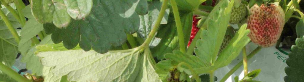 PICCOLI FRUTTI FASE FENOLOGICA Fig.