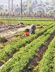 efficace a promuovere diverse fasi fenologiche del raccolto e incrementare le prestazioni qualitative e quantitative del raccolto trattato.