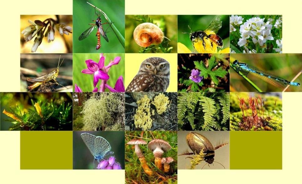 PERDITA DI BIODIVERSITA Che cos è la biodiversità? La biodiversità è la diversità della vita.
