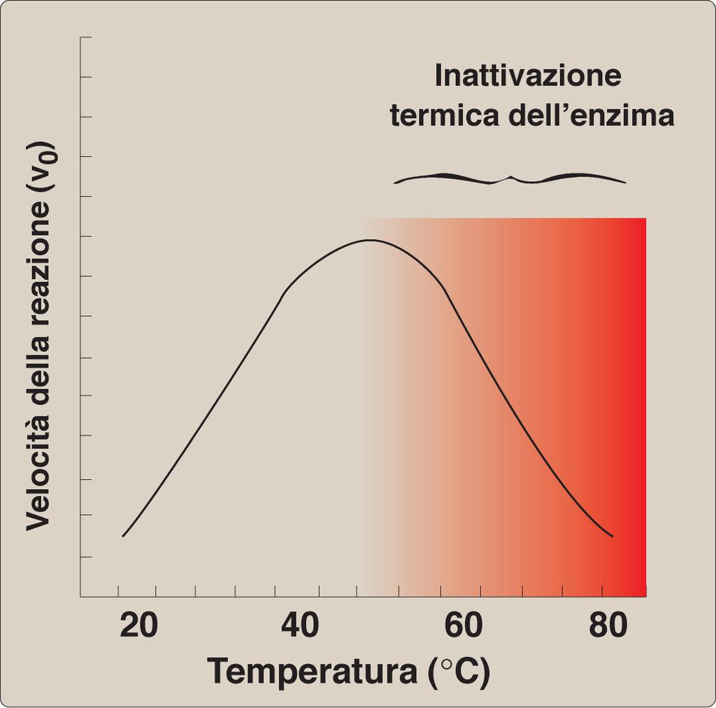 Temperatura e attività enzimatica Per
