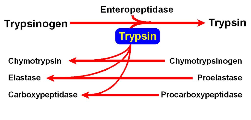 mediante proteolisi