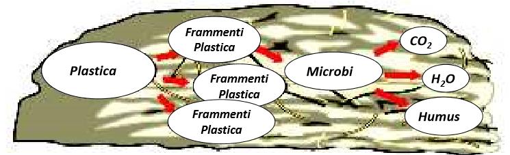 Biodegradazione E un processo che avviene in 2 fasi al termine delle qualii materiali possono essere assimilati dai microrganismi presenti nel terreno ed essere così immessi nel ciclo naturale 1.