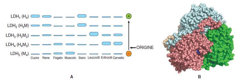 Isoenzimi della lattato deidrogenasi Si possono così generare 5 isoforme diverse (H 4, H 3 M, H 2 M 2, HM 3, M 4 ) che sono diversamente espresse dai vari tessuti - nel muscolo scheletrico è favorita