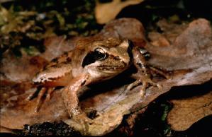 Rospo smeraldino (Pseudopidalea viridis) Rana di Lataste (Rana latastei) Inoltre sarebbe opportuno verificare l assenza di segnalazioni di specie di tritoni, in particolare del tritone punteggiato