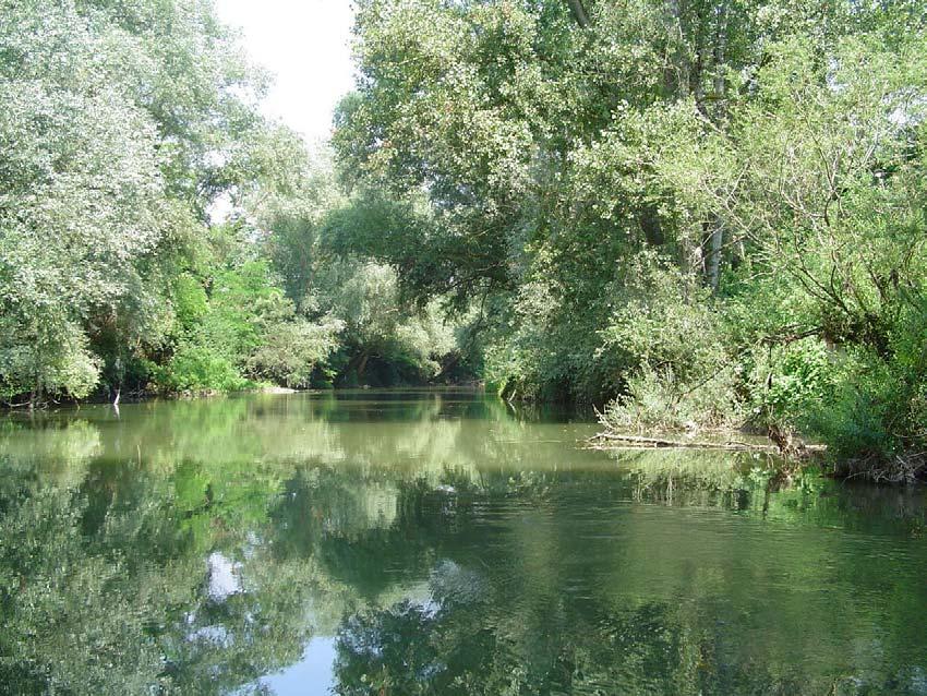 FUNZIONI DELLA VEGETAZIONE RIPARIA Controllo del funzionamento fluviale consolidamento sponde creazione e diversificazione habitat controllo del funzionamento trofico regolazione