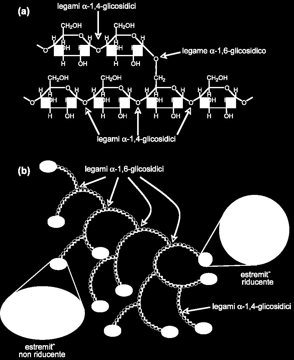 amilopectina (72-80) Biochimica e