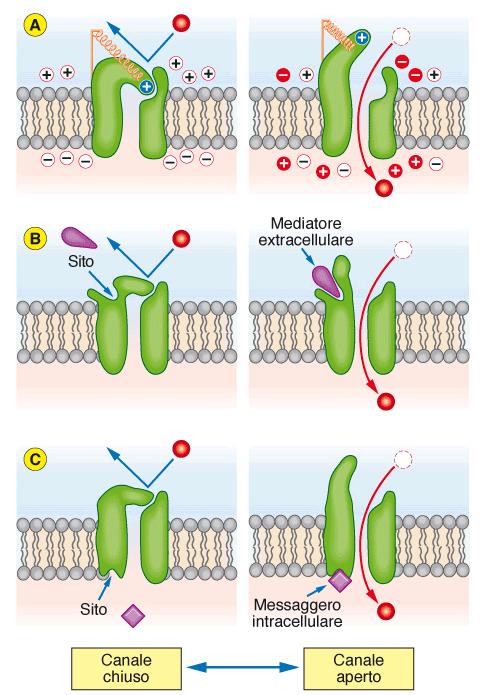 Fondamentali in tutti i processi di membrana