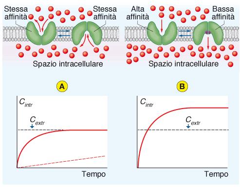 variazione conformazionale che faccia variare l affinità