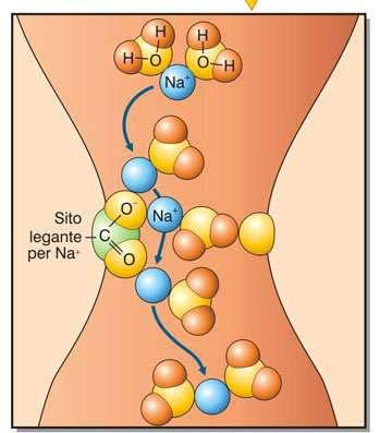 Filtro di selettività La selettività dipende da uno specifico filtro molecolare, costituito da residui aminoacidici polari (regione P), che stabiliscono legami labili con lo