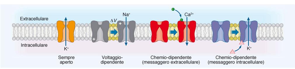 Passivi: sempre aperti, il flusso ionico è determinato dalla forza elettrochimica esistente tra i due versanti della membrana. Coinvolti nella genesi del potenziale di membrana.