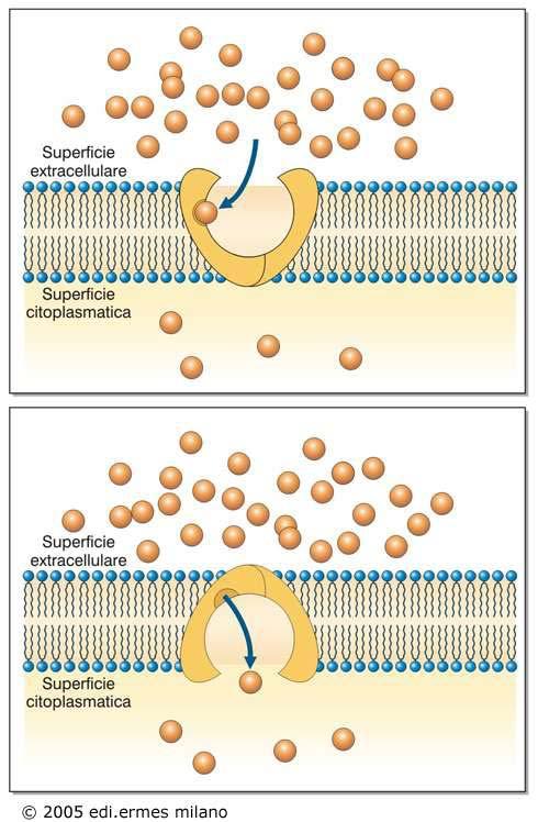 L ingresso di una sostanza nella cellula è consentito dalla presenza di un trasportatore (carrier): proteina che lega e libera la sostanza, esponendo alternativamente il sito di legame sui due lati
