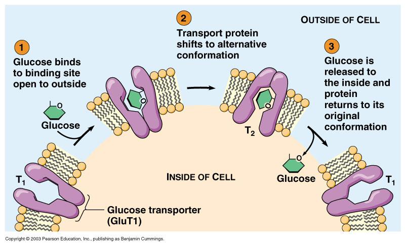 Glucosio-permeasi pm 45000d -Modello flip-flop -Affinità del sito di legame è uguale ai due lati -La direzione del trasporto dipende dal