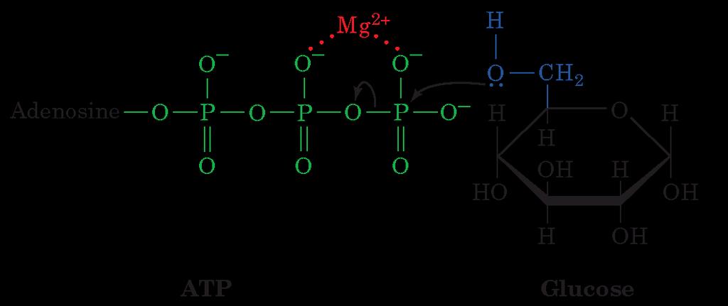 Reazione 1 Fosforilazione del glucosio (sintesi del glucosio-6-fosfato) catalizzata dall esochinasi Le chinasi trasferiscono gruppi fosforici da ATP a un metabolita Esochinasi: enzima ubiquitario