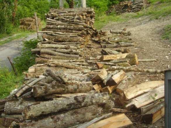 Legna da ardere Workshop: Gestione dei boschi cedui: avanzamenti