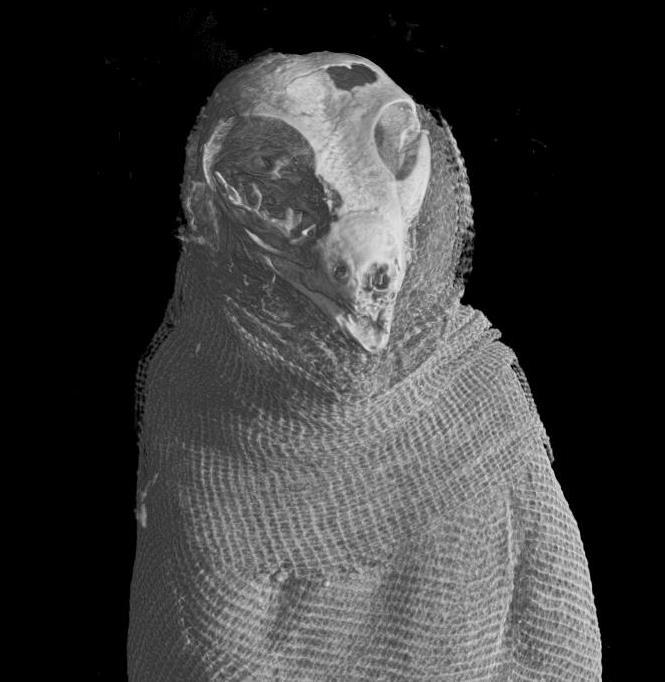 Mummia di falco