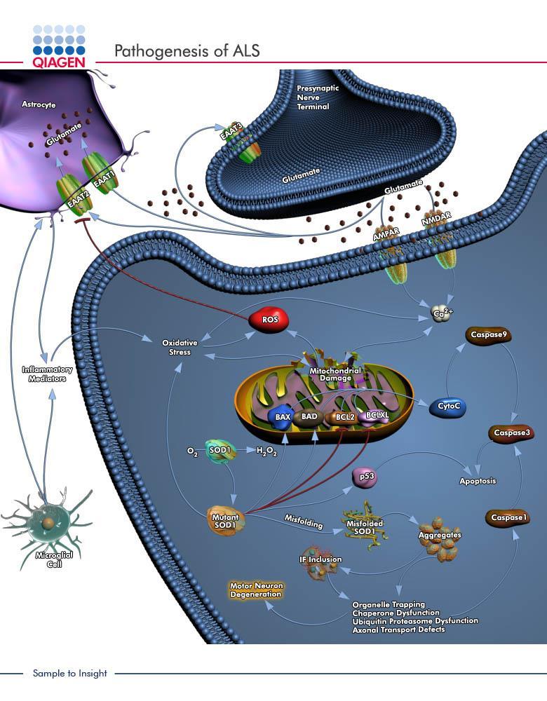 apoptosi