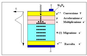 2. Il calorimetro elettromagnetico di CMS 45 assorbito nello strato p ++ sottostante creando una coppia elettrone-lacuna.