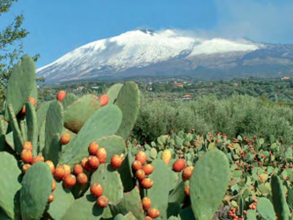 Bio-distretto etneo Ancora in costituzione.