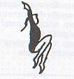 S A L T I Sforbiciata flessa Salto verticale con ½ giro (180 ) (salto del gatto) Groupè (salto raccolto) Enjambé con apertura