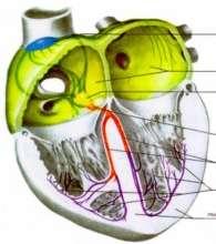 Il complesso QRS La branca sx viene depolarizzata un po prima della dx; perciò il vettore iniziale di depolarizzazione decorre dal lato sinistro al destro del Setto InterVentricolare.