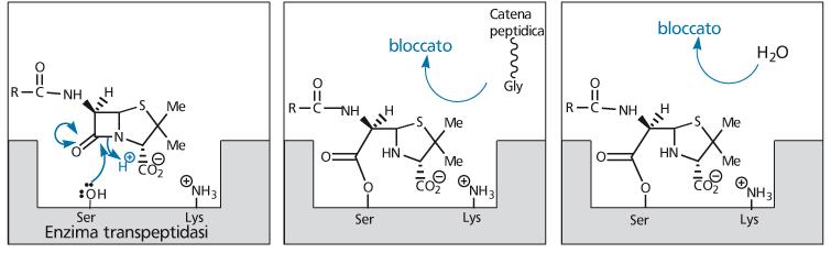 Esempi di marcatori per affinità (affinity labels): 1.