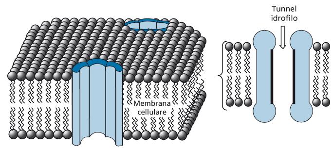 Recettori accoppiati ad un canale ionico (ionotropi) Canali ionici