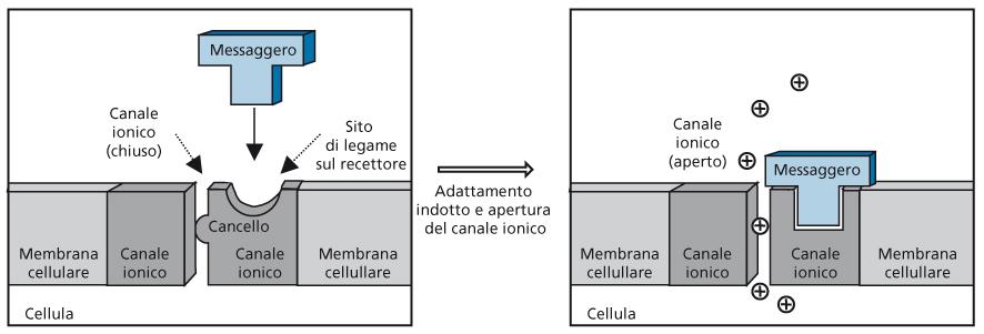 Canali ionici