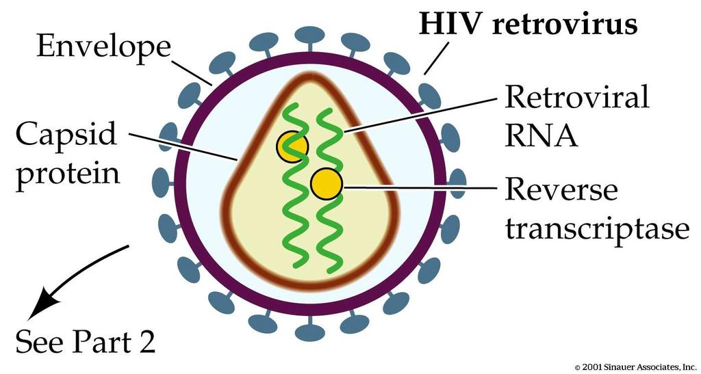 DEI VIRUS N MEMBRANA