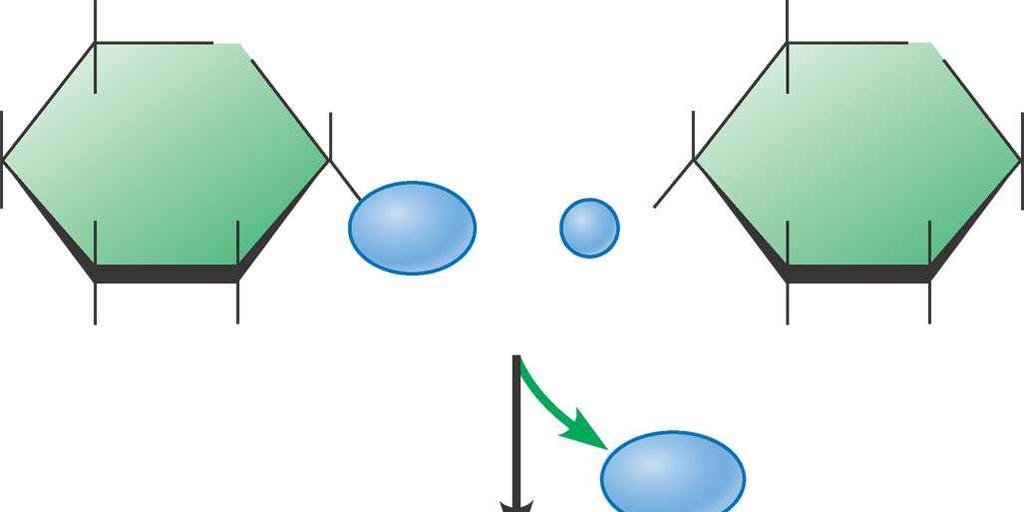 disaccaridi Due monosaccaridi possono unirsi per formare i disaccaridi come il saccarosio (lo zucchero da tavola) e il