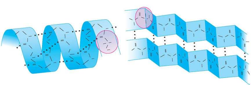 N N N N N N N N N R N N N N N N N N N N N Nella struttura secondaria (il secondo livello della struttura proteica), alcuni tratti del polipeptide si