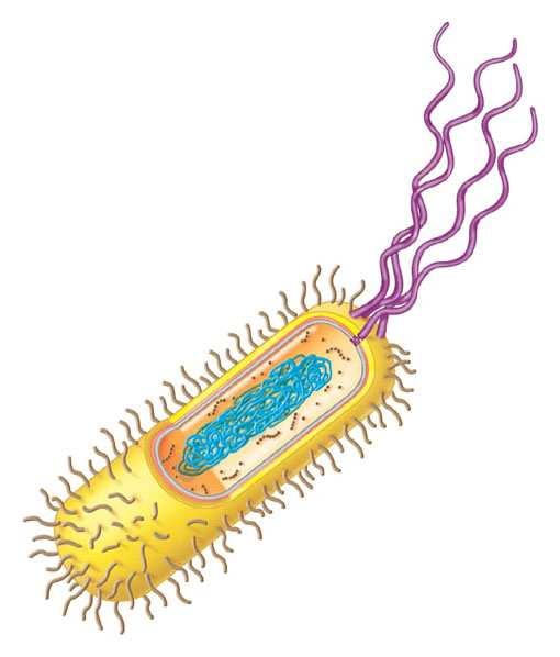 1- BATTERI (Monere) Le cellule procariotiche (presenti negli eubatteri e negli archebatteri) sono cellule piccole, relativamente semplici, che non hanno un nucleo circondato da una membrana.