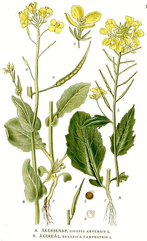 Famiglia: Genere: Specie: Brassicaceae Brassica B. campestris var.