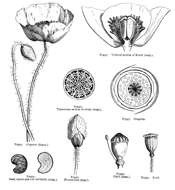 Papaveraceae Fiori solitari, regolari, ermafroditi, con ricettacolo convesso, con due sepali chiusi a formare un cappuccio e poi caduchi precocemente; la corolla è formata da 4 (-6) grandi petali