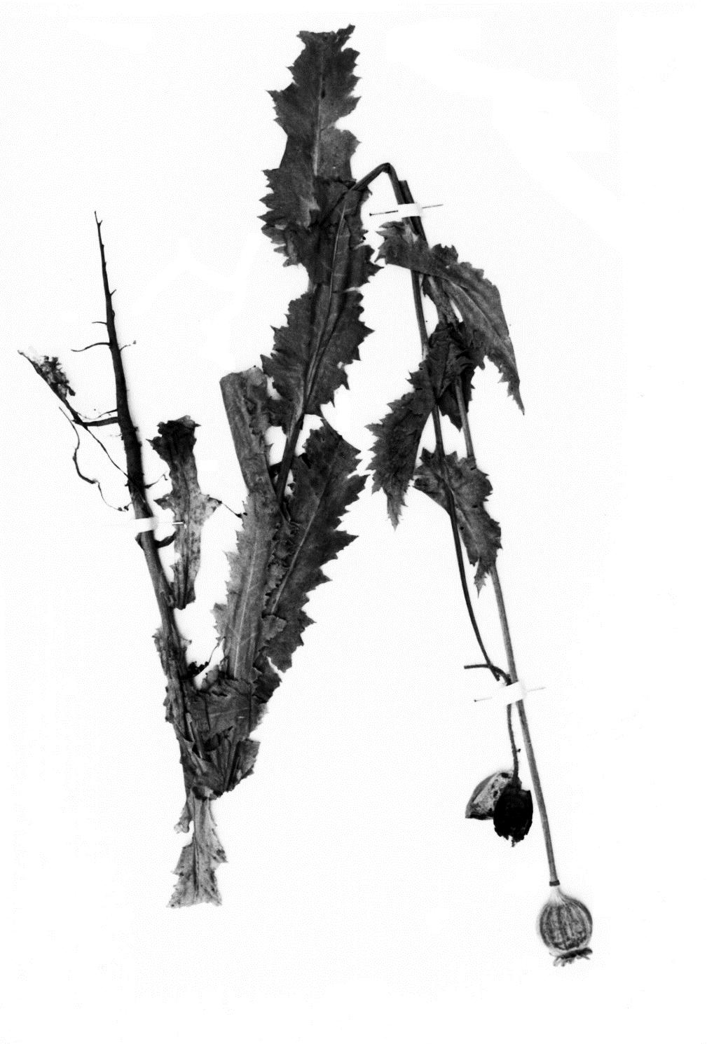 Famiglia: Genere: Papaveraceae Papaver Specie: P. somniferum L. Nome volgare: papavero da oppio?? Descrizione: Pianta annua, a fusto eretto, alto fino a 1 m.