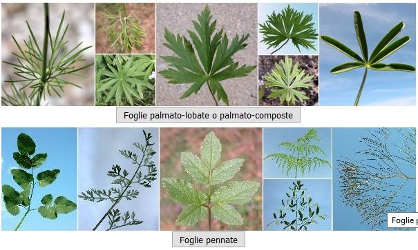 Apiaceae Grande famiglia di specie diffuse soprattutto nell emisfero settentrionale.