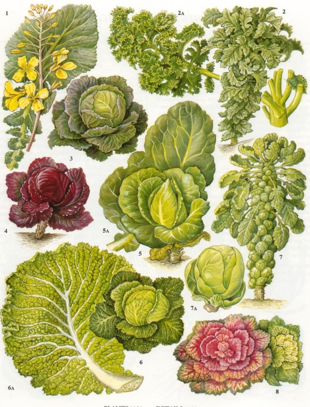 Brassicaceae o Crucifere Si tratta di una famiglia ricca di specie importanti per l alimentazione umana, come il cavolo (Brassica oleracea) con molte varietà coltivate, tra cui la var.