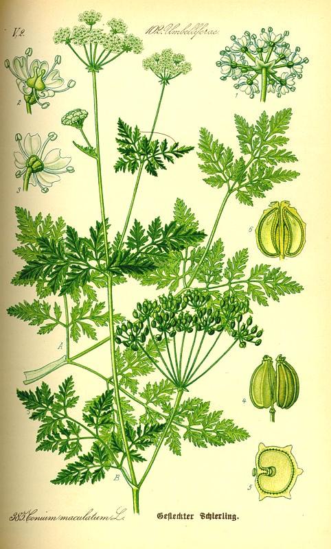 Famiglia: Genere: Umbelliferae Conium Specie: C. maculatum L. Nome volgare: cicuta Descrizione: Proprietà: Comune nei luoghi ombrosi, umidi e ben concimati, fiorisce da aprile a luglio.