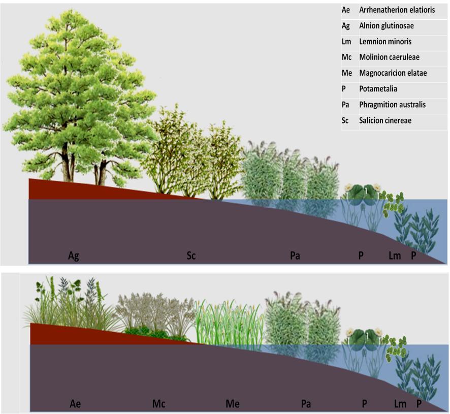 Vegetazione palustre (corpi d acqua ferma) Comunità naturali: Potamion pectinati (P): comunità a idrofite completamente sommerse oppure a idrofite con foglie galleggianti (lamineto);