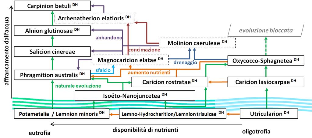 Vegetazione acquatica: schema dinamico Principali rapporti dinamici tra le più rappresentative comunità vegetali nelle aree umide, identificate a livello di sintaxon fitosociologico e ripartite