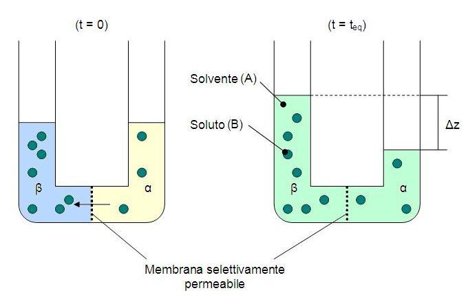 Osmosi Tra due soluzioni a diversa concentrazione di soluto, messe a contatto tra loro, si osserverà il passaggio di soluto, dalla soluzione più concentrata a quella meno concentrata, fino al