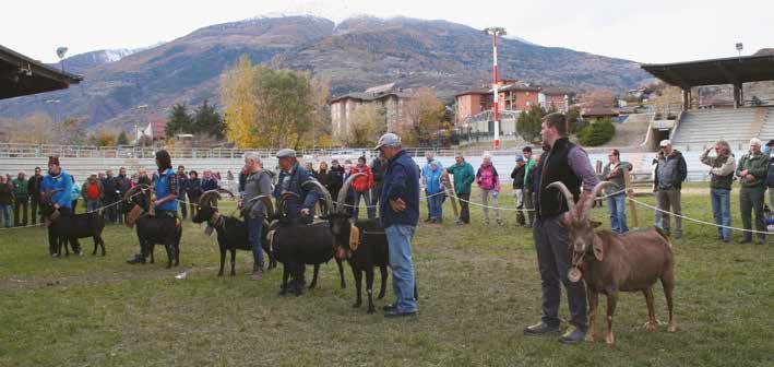 Elevage Vallée d Aoste 23 SEZIONE OVI-CAPRINA Rassegna Regionale Ovina e Caprina La rassegna regionale ovina e caprina delle razze autoctone si svolgerà sabato 10 novembre all Arena Croix Noire di