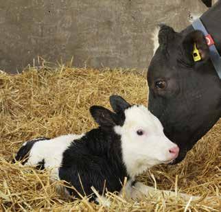 28 Elevage Vallée d Aoste Un ottimo svezzamento per migliorare le performance future Sprayfo copre le esigenze nutrizionali dei vitelli per la futura produttività