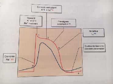 2. Proprietà funzionali del tessuto cardiaco 2.