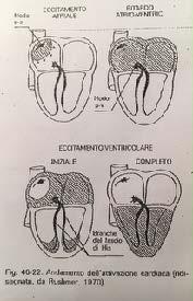 2.4 Conducibilità Per conducibilità si intende la capacità delle cellule di trasmettere l eccitazione (depolarizzazione) alle cellule vicine; ciò è agevolato dal sincizio funzionale cardiaco.