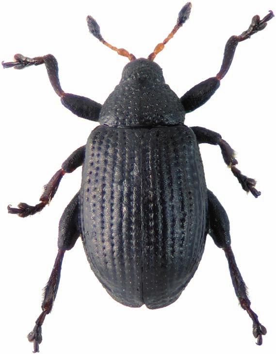 Rhamphus monzinii, nuova specie del Piemonte (Coleoptera Curculionidae) 115 2.