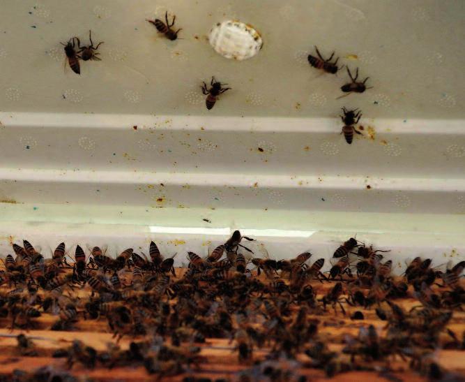 Le api, per l edificazione dei loro nidi, sfruttano in natura cavità artificiali o naturali all interno delle quali costruiscono dei favi perpendicolari al suolo in cera; le vespe, invece, non