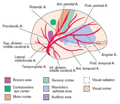 Arteria cerebrale media ACM M1 è il tratto prossimale prima della divisione