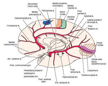 Arteria cerebrale anteriore ACA A2 Paralisi del piede e della gamba controlaterali: area motoria della gamba Un grado minore di paresi del braccio controlaterale: area del braccio della corteccia o